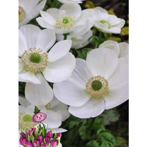 ���������� �������� ������, chipollino flowers, ������� THE BRIDE (10 �������)