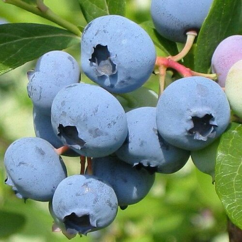 ���������� �������� ������� (Bluecrop) / 1 ��, ���������������, ������������� ����