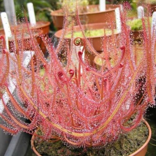     5 , Drosera Binata,   ,     , -, 