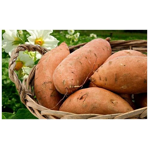 Картофель семенной лапоть клубни 1 кг купить в Москве, Санкт-Петербурге, России и СНГ