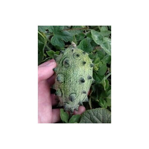 ���������� ������ �������� ������ ������� ������, 8 ��.