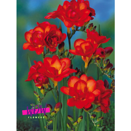 ���������� �������� ������, WOW FLOWERS, ������ �������� ������� (5 ����) �������