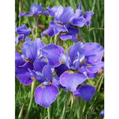    (Iris sibirica), 15    , -, 