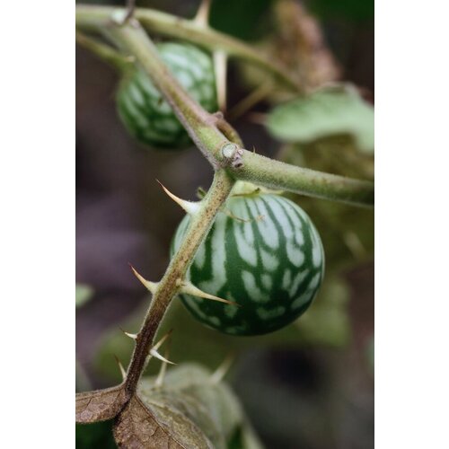   (. Solanum Viarum)  10   , -, 