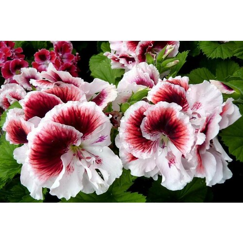 ���������� ������ ���������� ����������� ����� ������� ��������� ���� 4 �� (1 �������� (O))