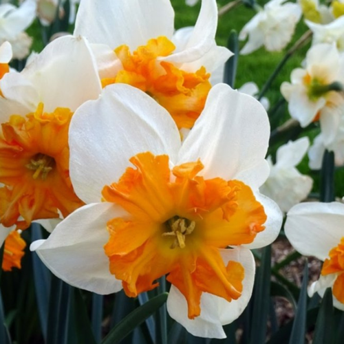 ���������� �������� ������, botanica garden, ������� ��������, ( 3 ����� )