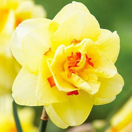 ���������� ������� �������� ���� ���� (5 ����) / ���������� �����