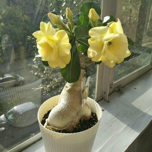 ���������� ������� ������ ���������, ���� �������, ������������ ��������� � ������� ������� �� ����� ������������ �������, ���������� ��� ���������, 3 �� �����