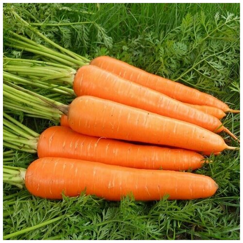 ���������� ������� ���������� 6, ������������� ������, 250 �����