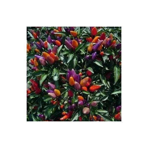 ���������� ������ ������ ����� ������� ����, 5 ����� + �������