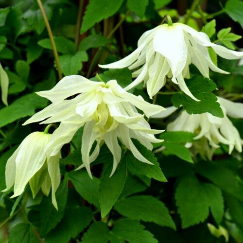 ���������� ������ �������� ������������ (������) ����� ���� 0,05 � (1 ��������)