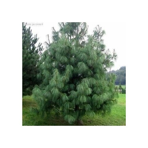 ���������� ����� ����������� ������� (Belgium Plants Van. (�������)), 1 ������� � ������ 15-20 ��