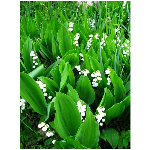     (Convallaria majalis), 10 