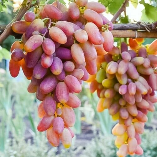 ���������� �������� ������������