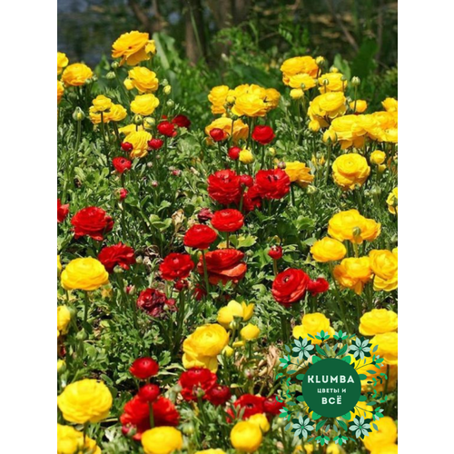 ���������� ����������/�����, RED and YELLOW MIX, ������, ( 10 ���� ), ������-������ ����, ������ 5/6