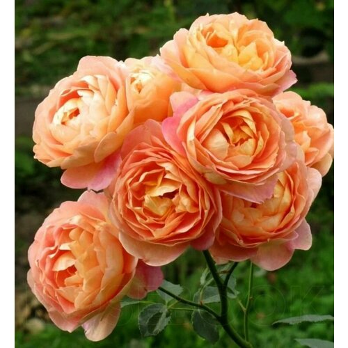 ���������� ���� ���������� ���� �� ����� (Lady of Shalott) / 2 ��, ������������� ����
