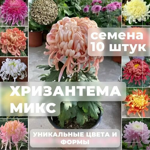 ���������� ���������� ���� ������, ����� ������ � ������ ������ ��� ������ ����, ������ 10 ����