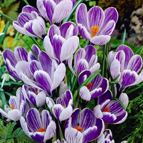 ���������� �������� ������, botanica garden, ������ ���� �� �������, 20 ����