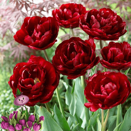 ���������� ������� UNCLE TOM (10 �������)