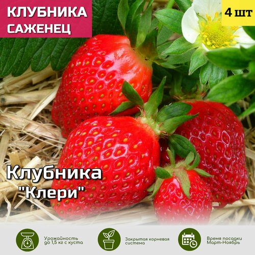 ���������� �������� ����� ������� ���