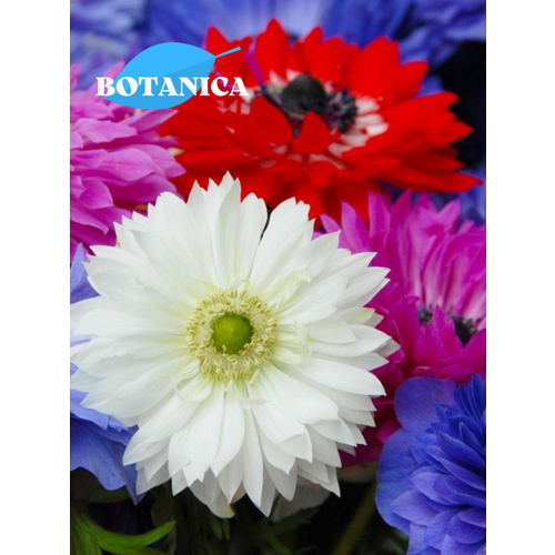 ���������� ������ ������, botanica garden, ������� ������ ����, (10 ����)