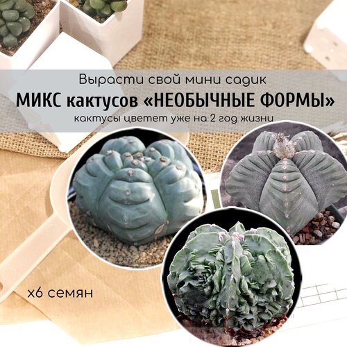          / Astrophytum myriostigma Kikko Nudum   , -, 