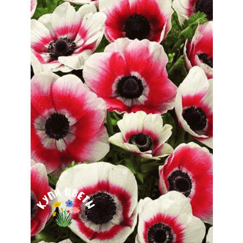 ���������� �������� ������, ���� �����, ������� BICOLOR (5 �������) . .