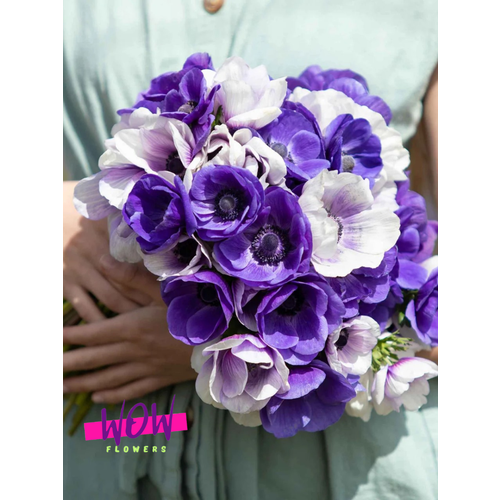 ���������� ������ ������, WOW FLOWERS, ������� �������� ���� (10 ����) ������������