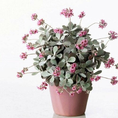 ���������� �������� ������, Kalanchoe Pumila, ����������, ������