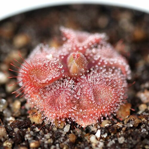   , Drosera Burmannii Humpty Doo 10+ ,  ,     , -, 