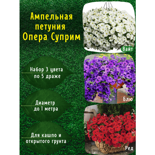 ���������� ��������� ������� ���������������� ������ ����� ������ ����, ���, ��� �� 5 �����