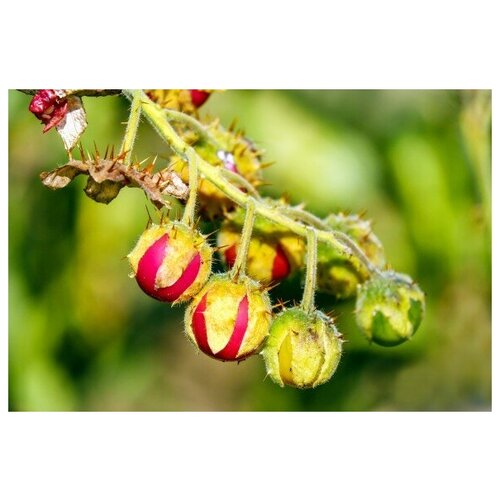   -   (. Solanum sisymbriifolium)  10   , -, 