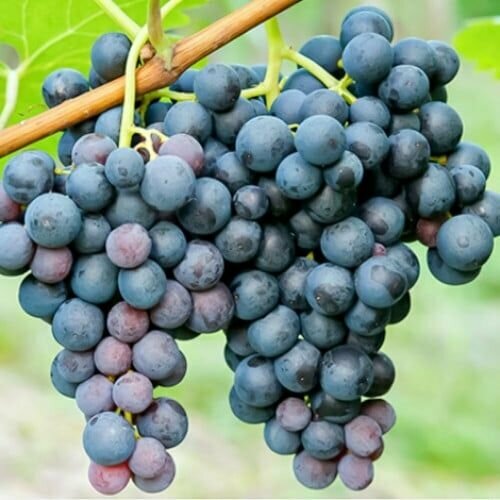 ���������� �������� ������ (2 ��)