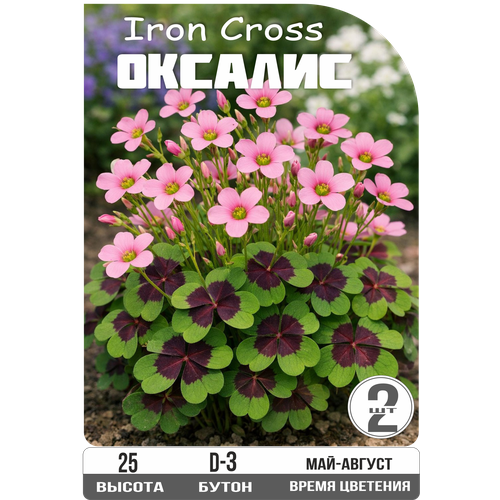 ���������� �������� Oxalis 