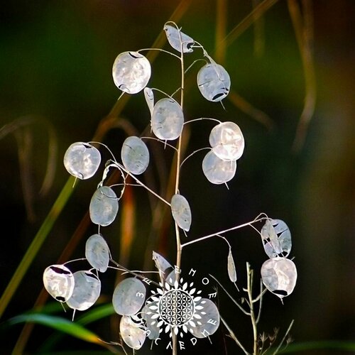   -  (. Lunaria annua) 15 