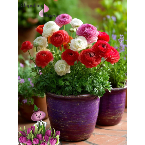 ���������� �������� ������, �hipollino flowers, ���������� RED AND WHITE MIX (10 �������)