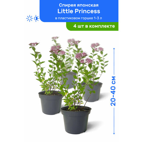   Little Princess ( ) 20-40     1-3 , ,   ,   4    , -, 
