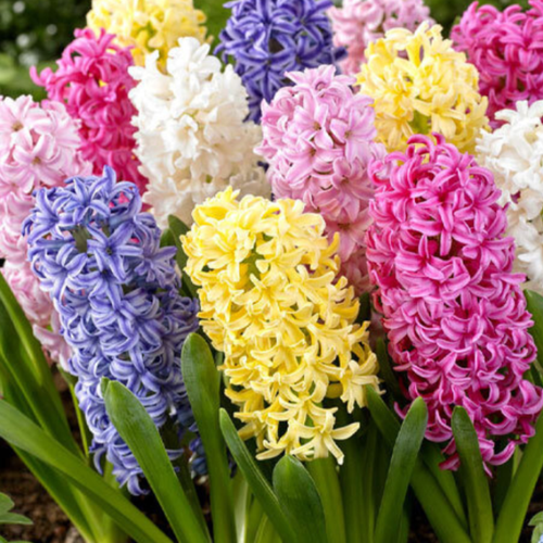 ���������� �������� �������� MIXED ( 5 �� )