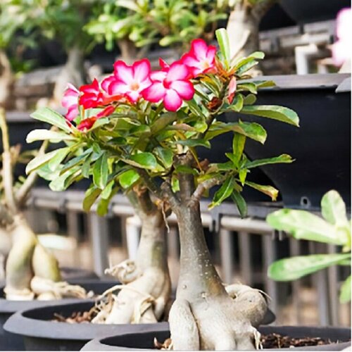 ���������� ������ ������ ������� ������ mix, ��������� ���� 5 ��