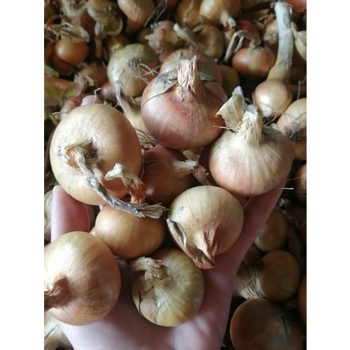 ���������� ��� �������� ������/�������� 500��.