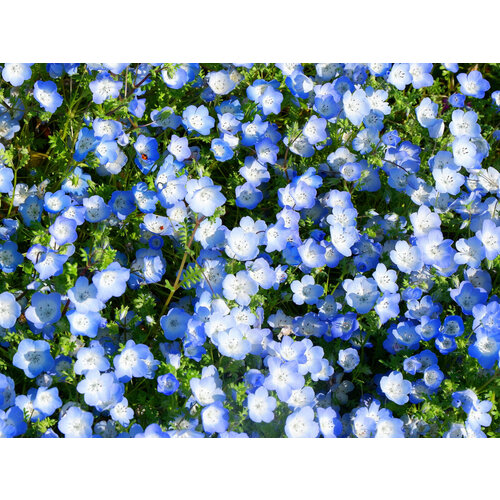 ���������� ������ �������� ������� ������� 0,09� ��� 15�� (�����)