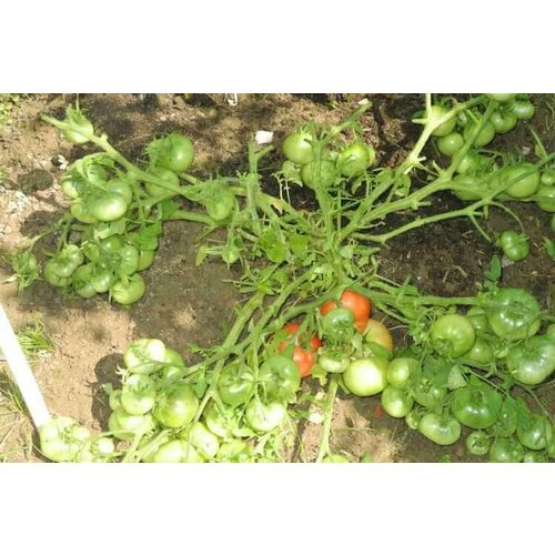 ���������� ������������� ������ ������ ����������� ������ � ���������� �����������