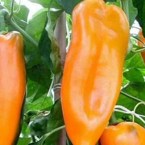 ���������� ������������� ������ ����� �������� ����������� ���������