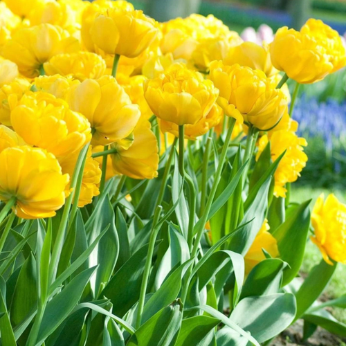 ���������� �������� �������� YELLOW POMPONETTE ( 5 �� )