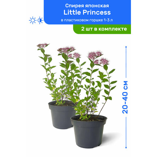   Little Princess ( ) 20-40     1-3 , ,   ,   2    , -, 