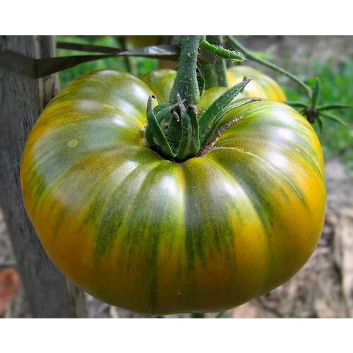 ���������� ������������� ������ ������ ����������� ��������