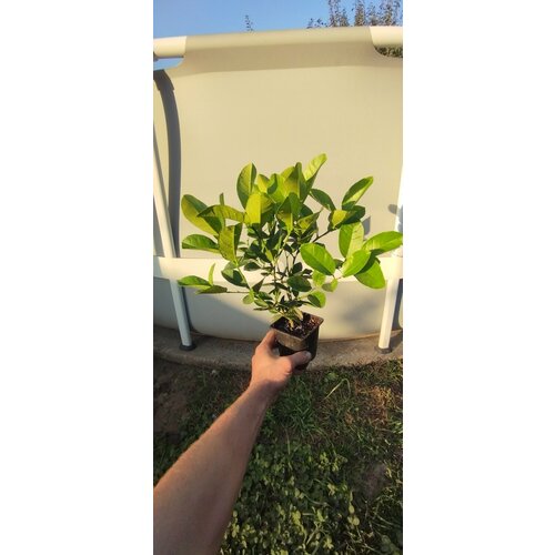 ���������� ����� ���������