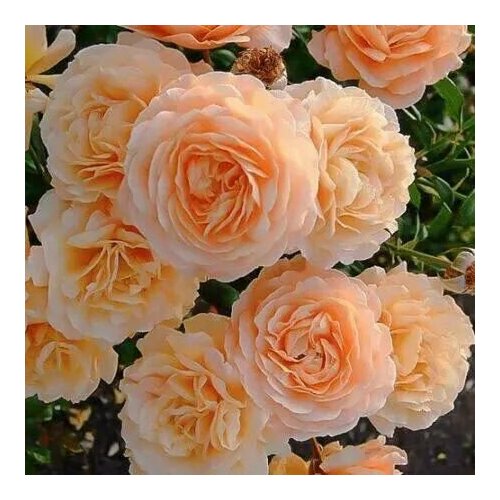 ���������� ���� ��������� ������ ��������