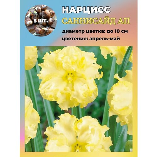 ���������� ������� ��������, �������� 5 ����