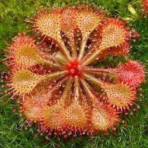 ���������� ������ ��������� �������, Drosera Burkeana 5 ��, ������������� ��������